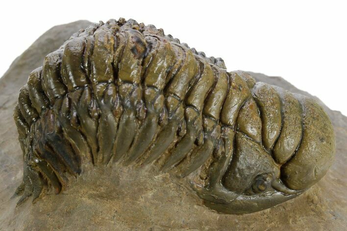 Detailed Crotalocephalina Trilobite - Atchana, Morocco #348124